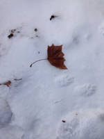 Snow, Maple Leaf and Paw Prints