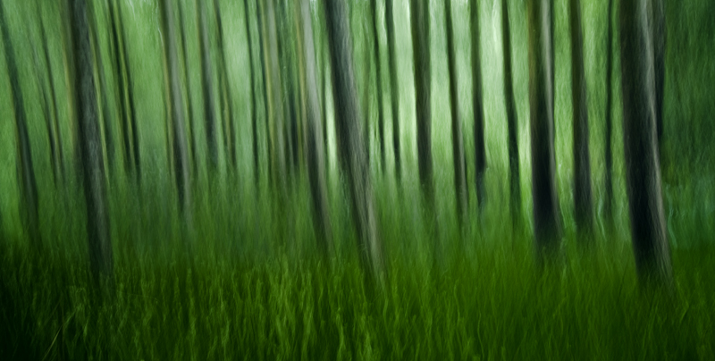 forest in motion