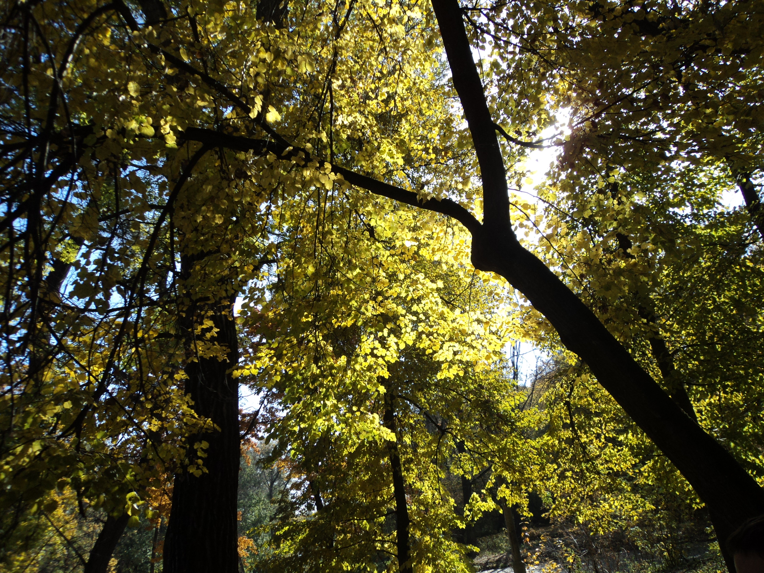 Autumn in park :3