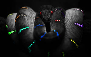 Full SnakeTh
