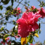 Tree Flower 2