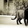 interested black cat