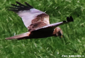 Western Marsh Harrier