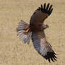 Western Marsh Harrier