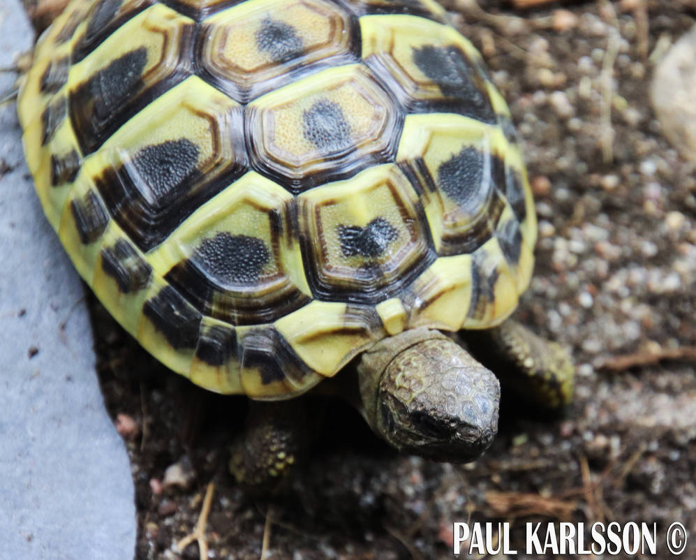 Retard Turtle Turtle by RetardMessiah on DeviantArt