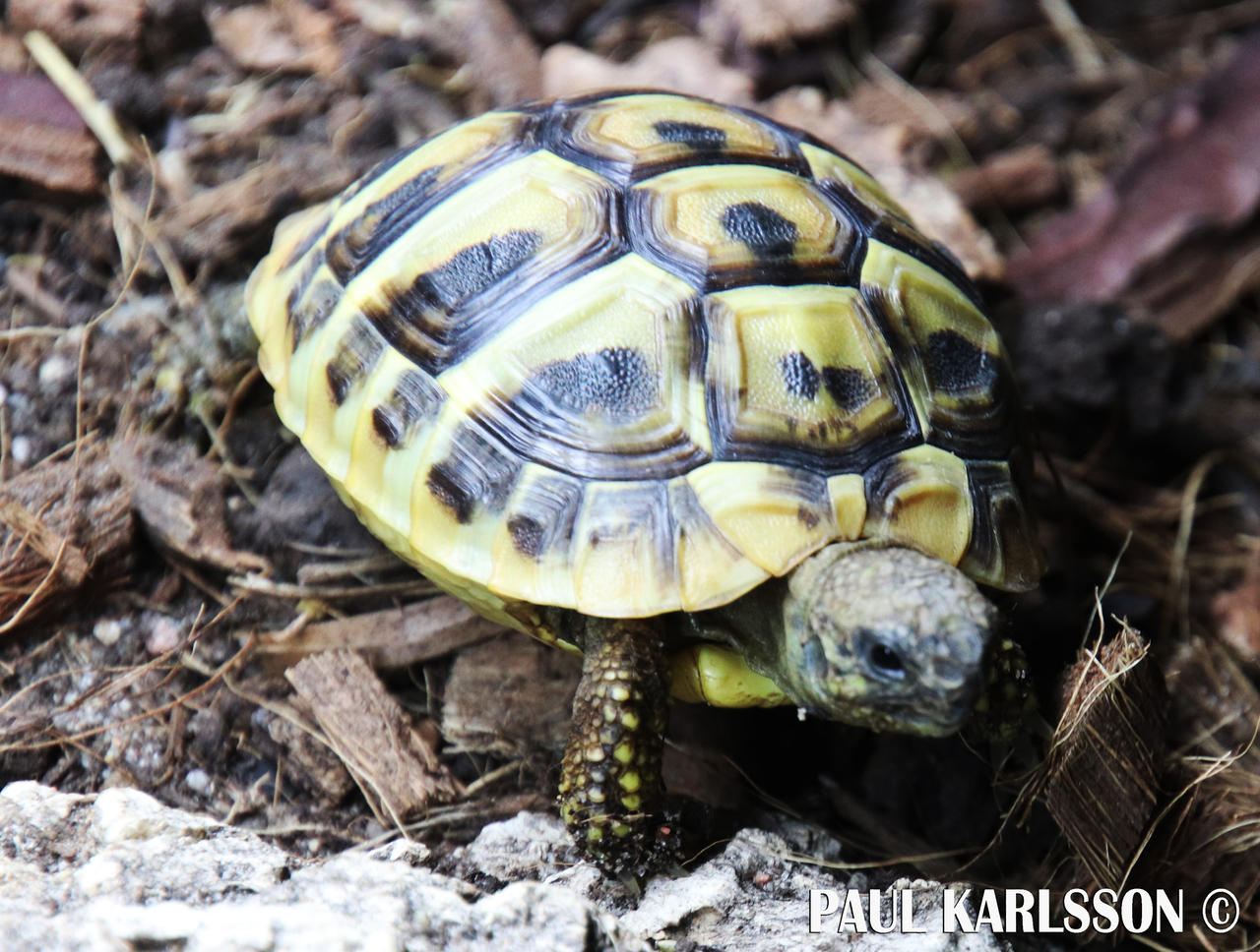 Retard Turtle Turtle by RetardMessiah on DeviantArt