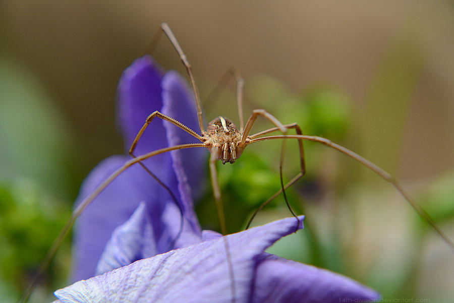 Long legs