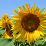 sunflowers