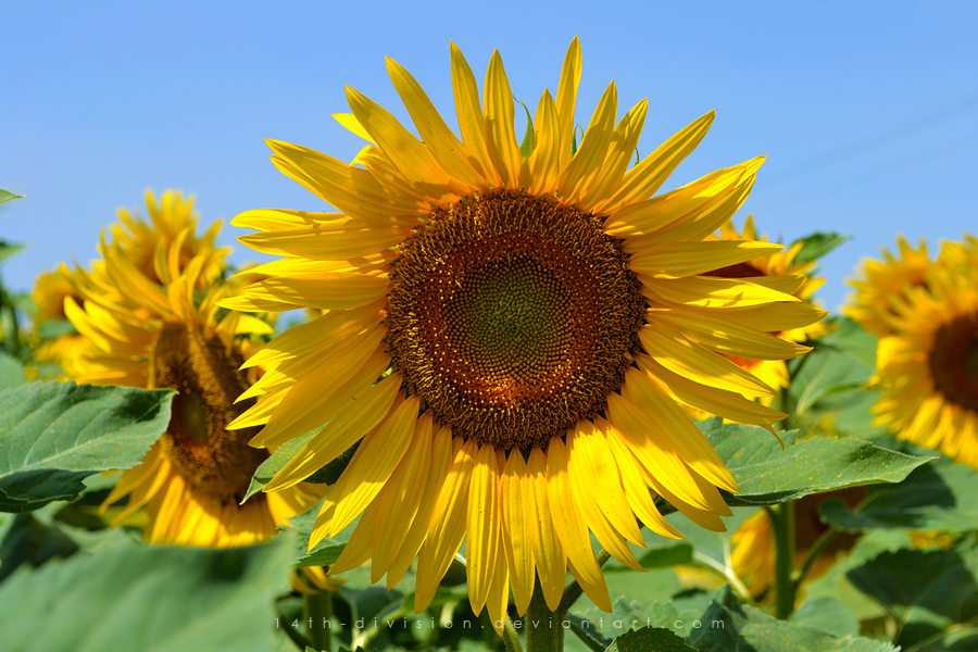 sunflowers