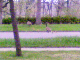 Goose and babies