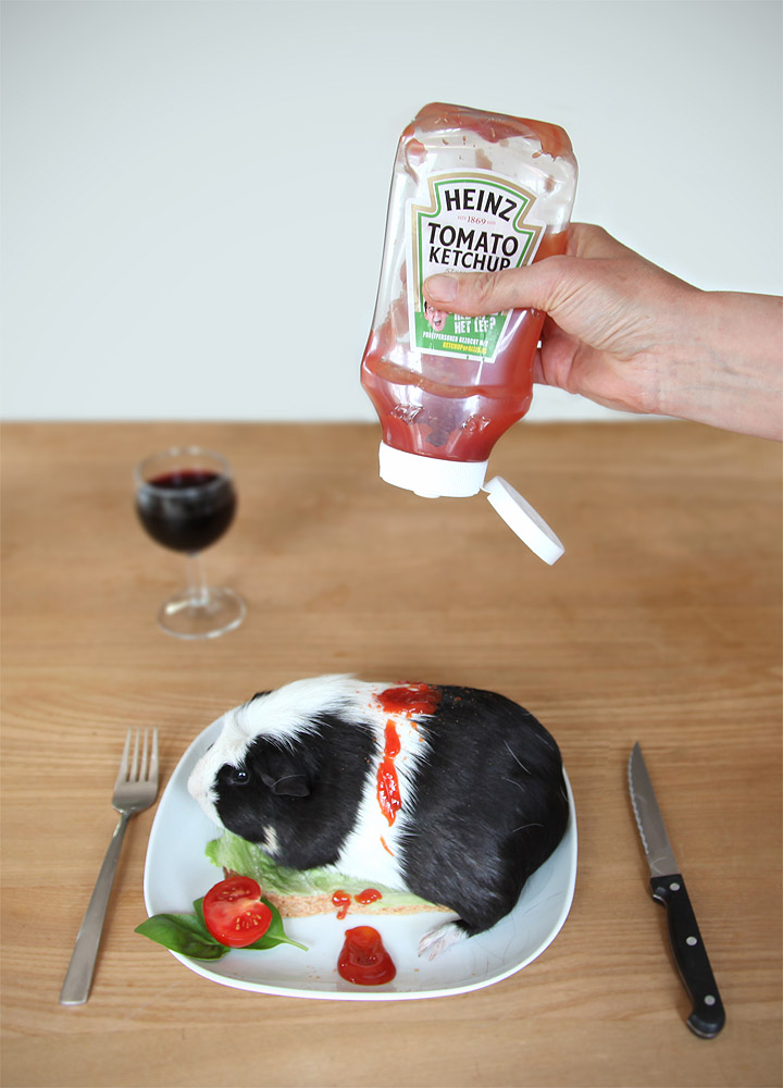 Ketchup Cavia