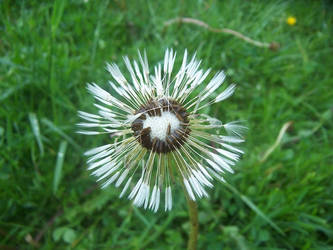 Dandilion in After the Rain