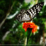 Butterfly Feeding