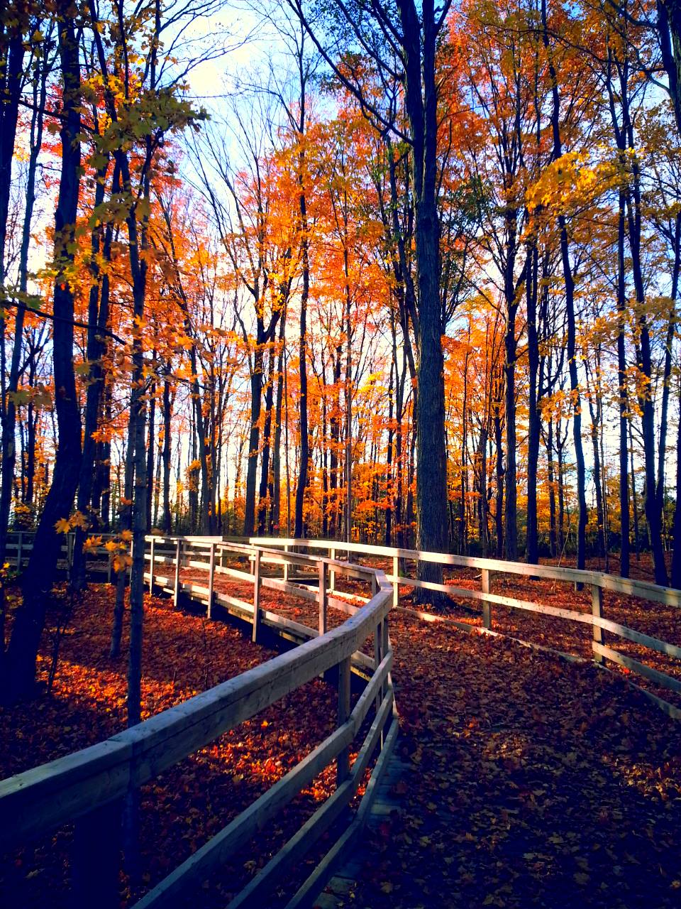 Island Lake Conservation - Autumn Trail Riding