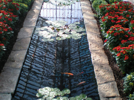 Koi pond