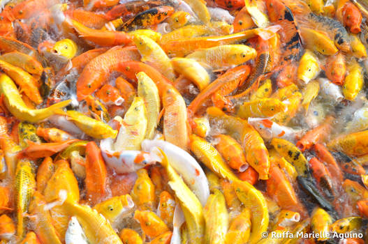 Hungry Goldfishes