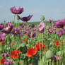 Mohn 3