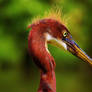 Tricolored Heron~