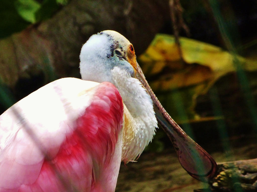 Roseate Spoonbill by WildsidePhotos on DeviantArt