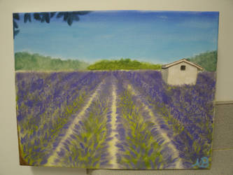 Fields of Lavander