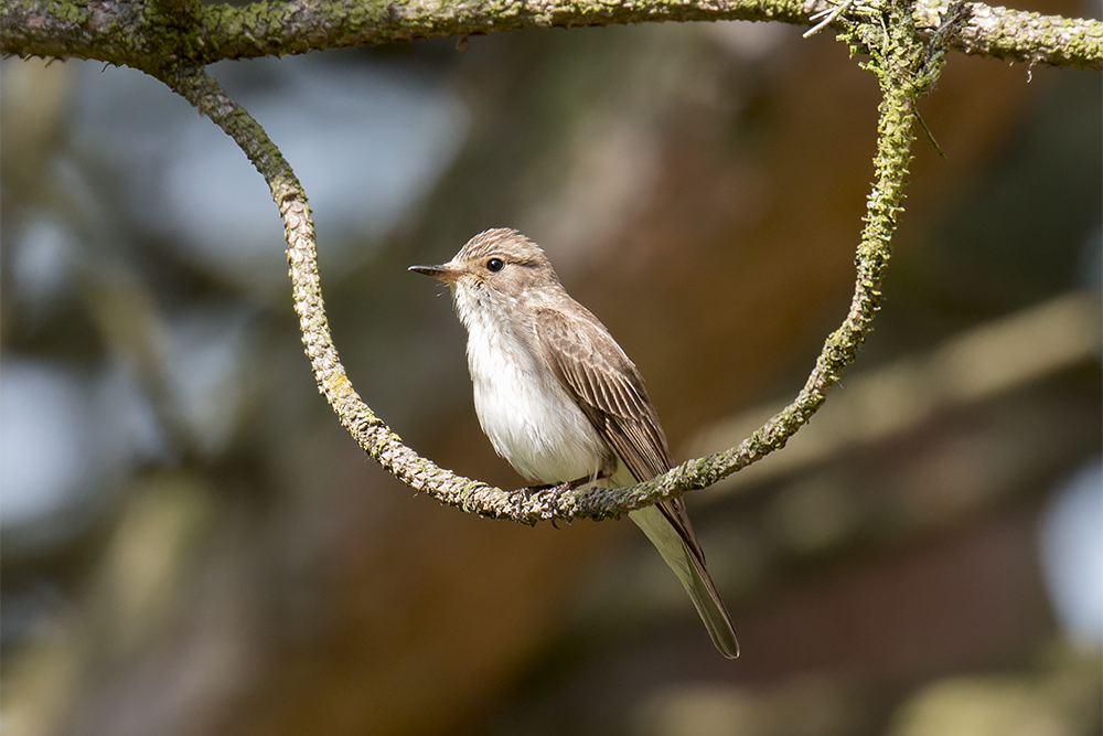 Spotted Flycatcher (Muscicapa striata)