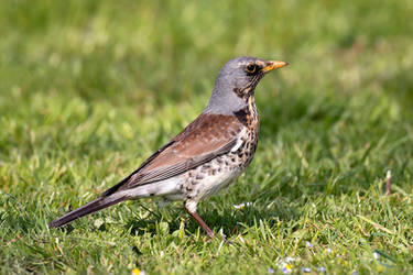 Fieldfare (Turdus pilaris)