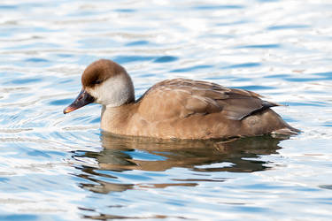 Female Red-crested Pochard (Netta rufina)