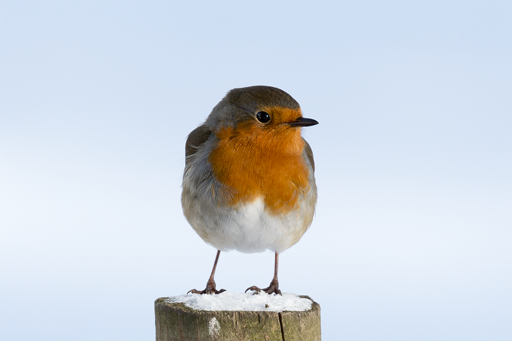 European Robin (Erithacus rubecula) by Spotting-Nature European Robin (Erithacus rubecula) by Spotting-Nature