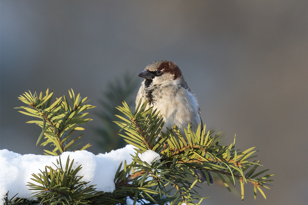 House Sparrow (Passer domesticus)