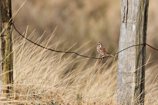 Song Sparrow (Melospiza melodia)