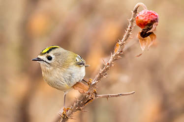 Goldcrest (Regulus regulus)