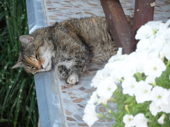 Cute sleepy cat photo, She is 20 years old.