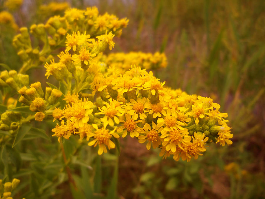 yellow flower