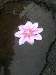 Puddle Flower