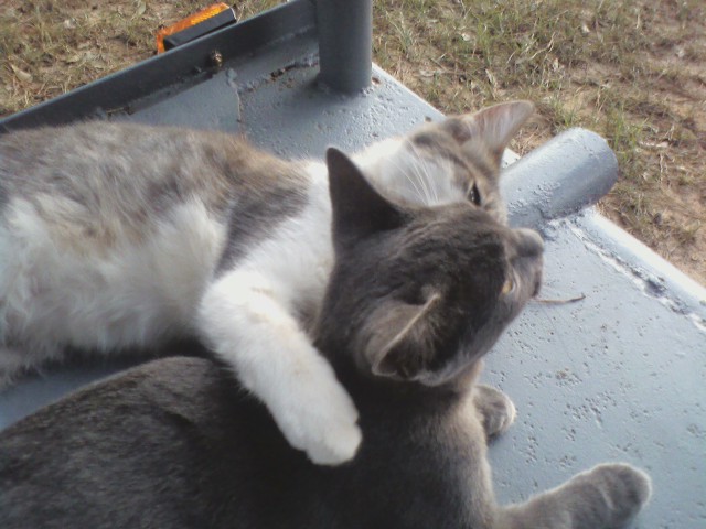 Kitty Love