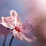 late bloom by ladyrapid