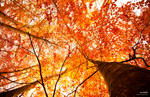 our autumn by ladyrapid