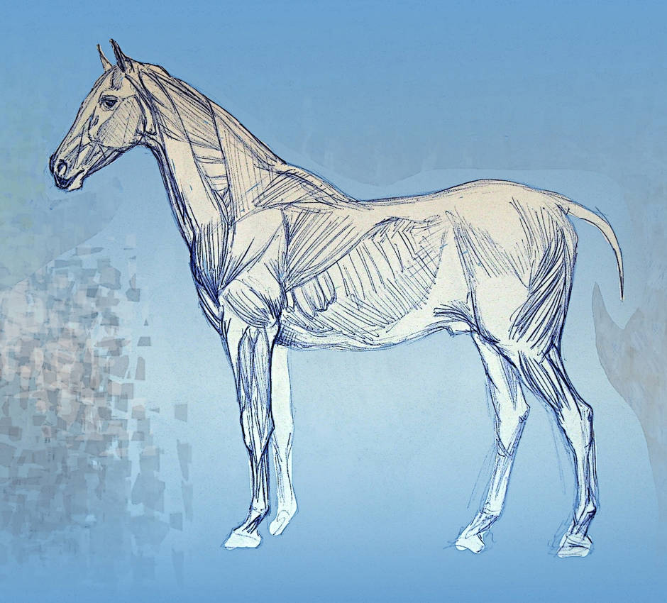 Horse Anatomy Surface Muscles By DarioTW On DeviantArt horse-anatomy-surface-muscles-by-dariotw-on-deviantart