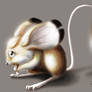 Jerboa