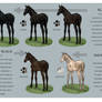 Equine Colour Guide :: Black