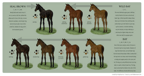 Equine Colour Guide :: Bay I