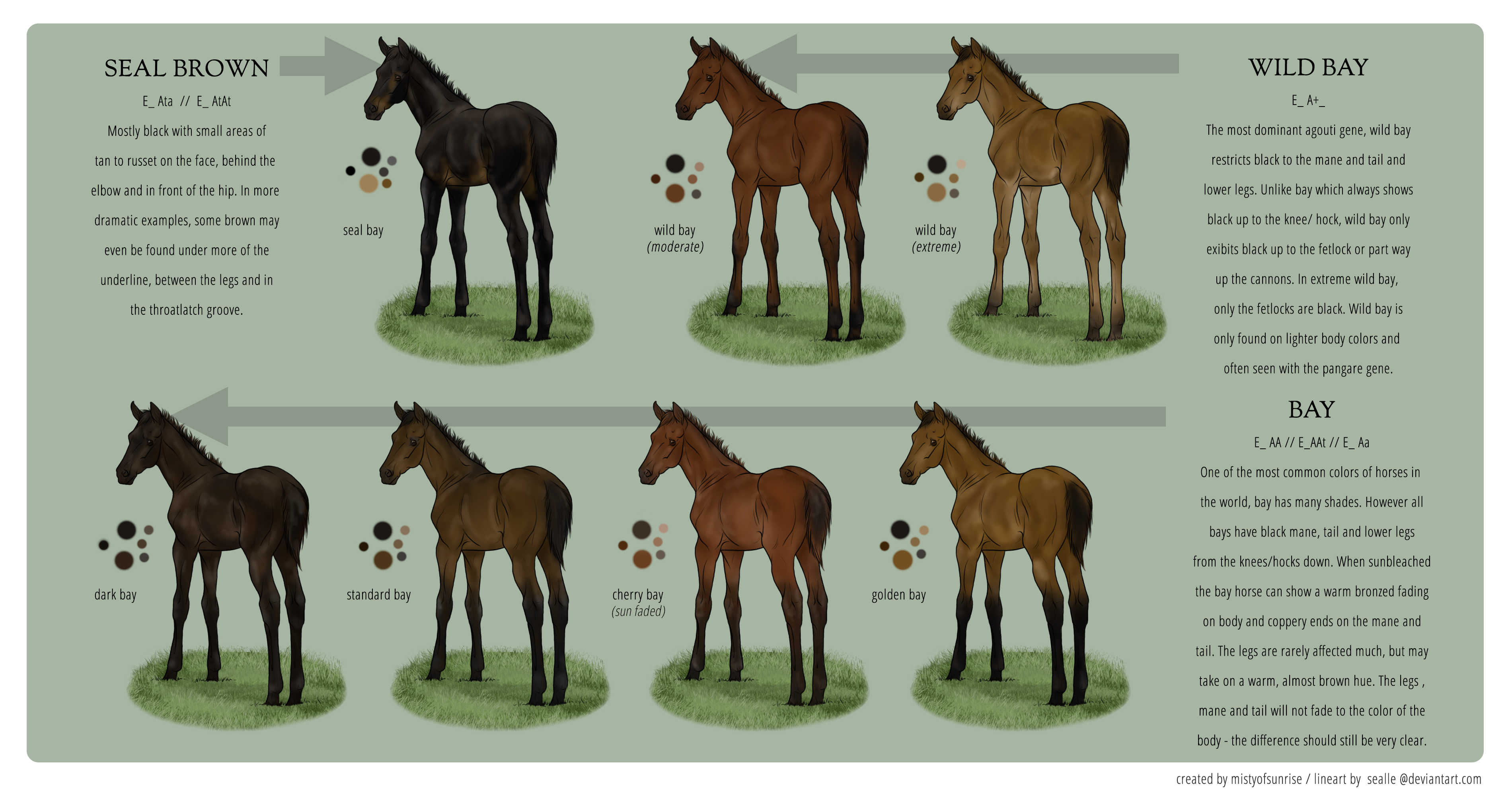 Horse Colors Bay Horse Colors Explained Five Star Ranch
