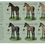 Equine Colour Guide :: Bay 2