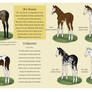 Equine Colour Guide :: KIT genes