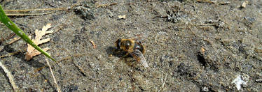 Bee