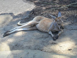 Kangaroo