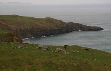 West coast farm at Ruapuke