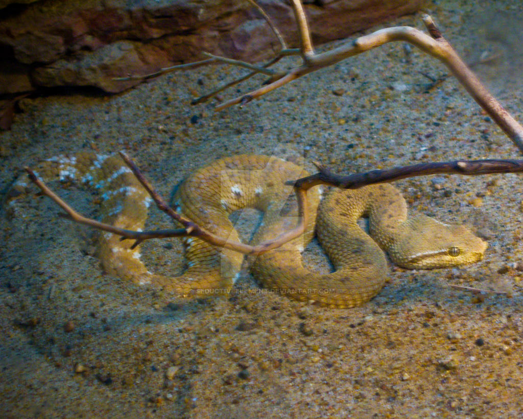 Sand Serpent by SeductiveElement on DeviantArt