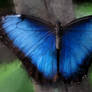 Blue Morpho butterfly painting