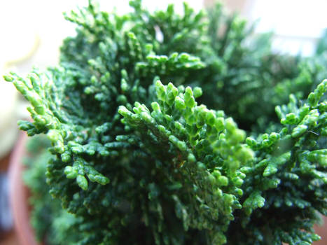 A Pet Conifer